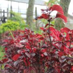 Tanaman depan Penangkaran Rusa