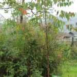 Tanaman di sekitar penangkaran rusa