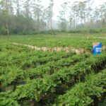 Kebun Strawberry