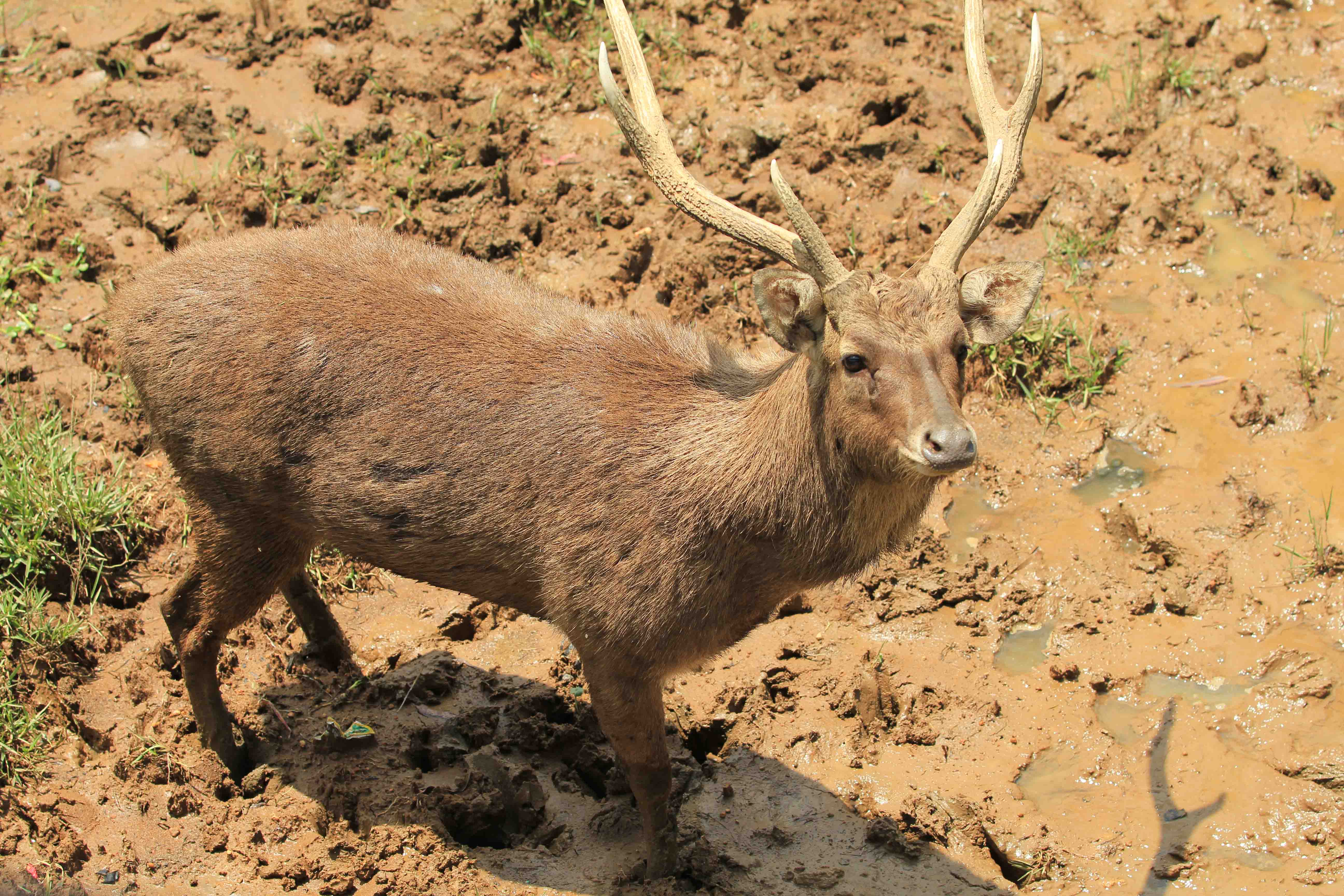 A deer in Ciwidey, Bandung, Indonesia