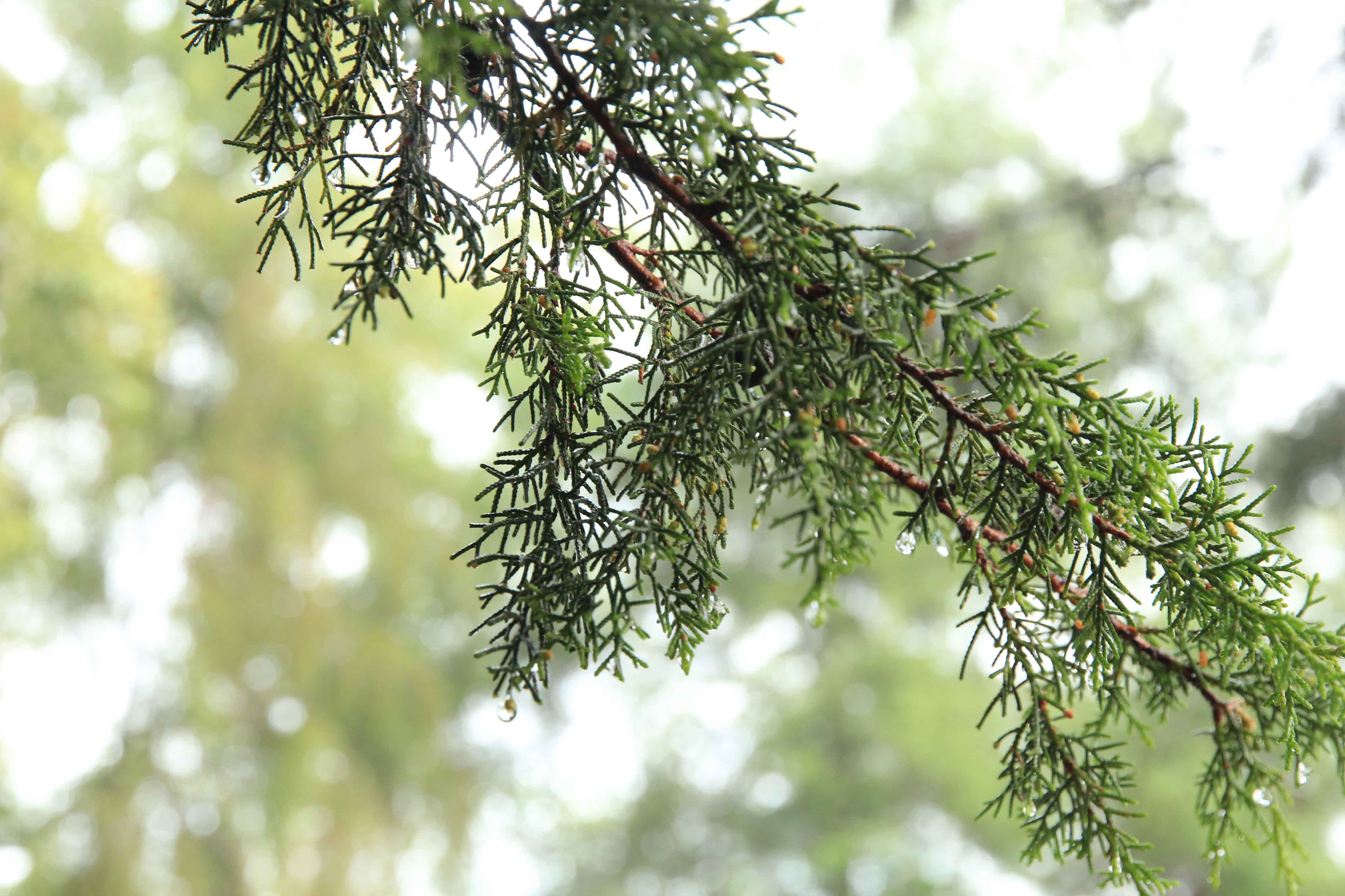 Leaves on a branch, Ciwidey